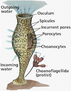 Kamus Pengetahuan Hewan Spons Porifera