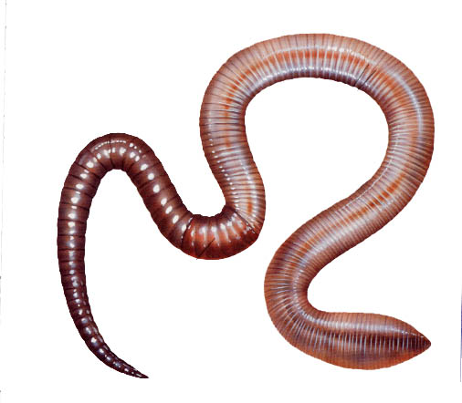 earthworm parts definitions l3o week 14 earthworm parts definitions l3o week 14