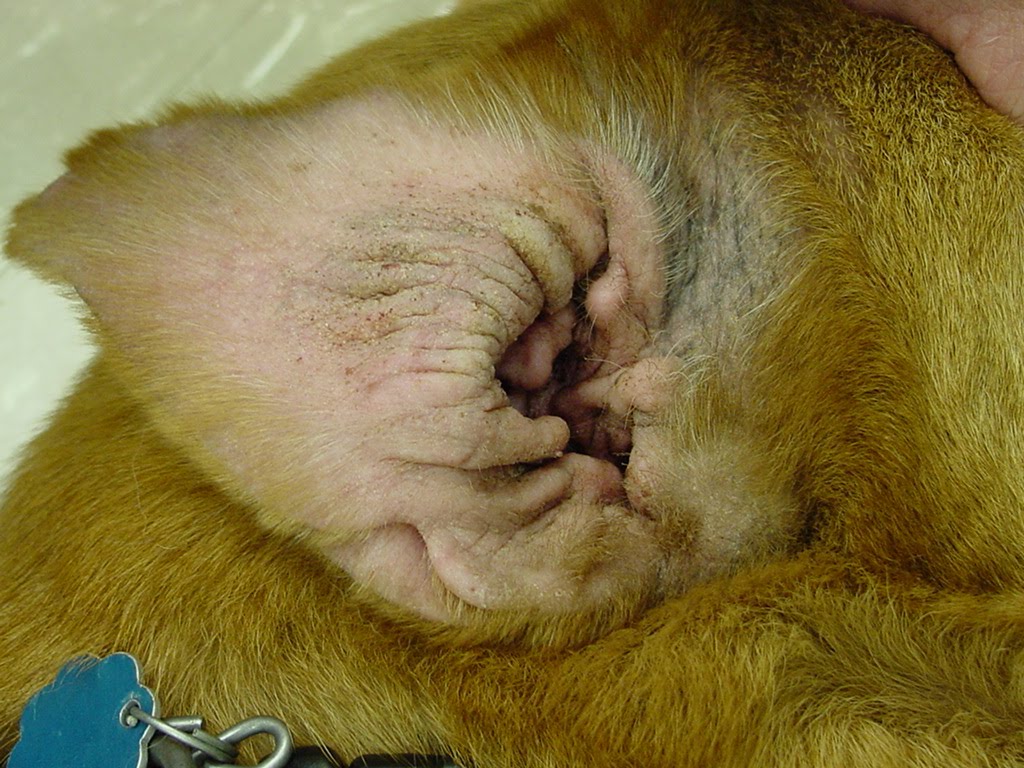 How To Cure Cat Ear Infection How To Cure Cat Ear Infection