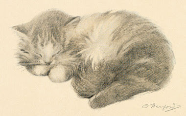 How Long Should A Cat Nap Be How Long Should A Cat Nap Be