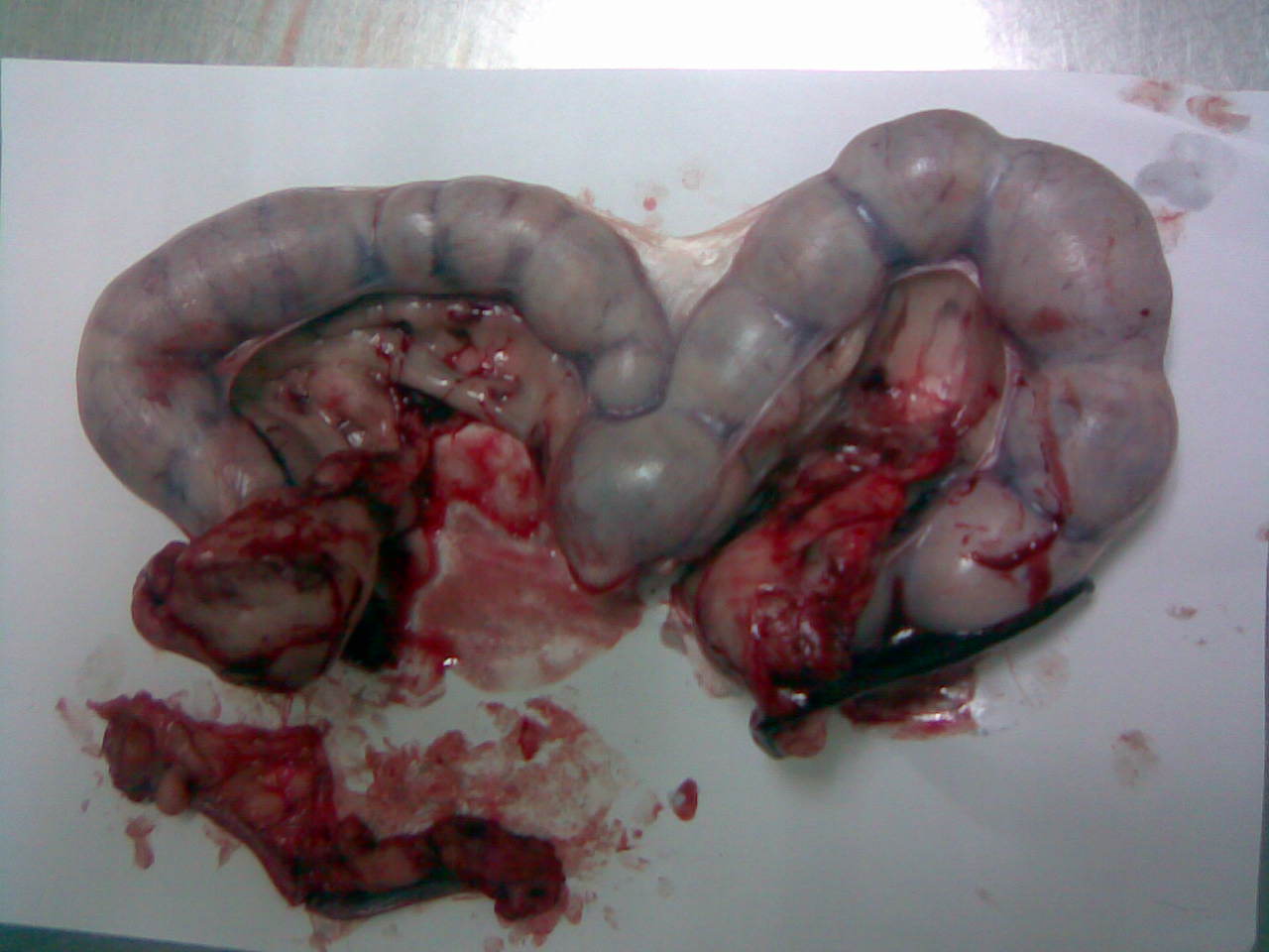 Female Dog Spayed