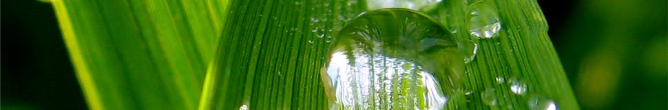 Psiholog Adina Demian - Cabinet Individual de Consiliere Psihologică si Psihoterapie