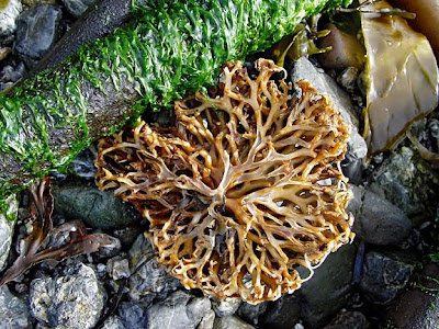 kelp, photo by Robin Atkins
