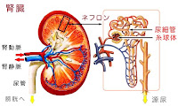 腎臓とネフロン