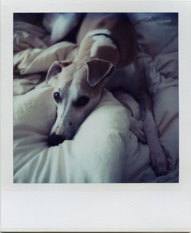 [portrait_of_a_lazy_whippet_by_futurowoman.jpg]