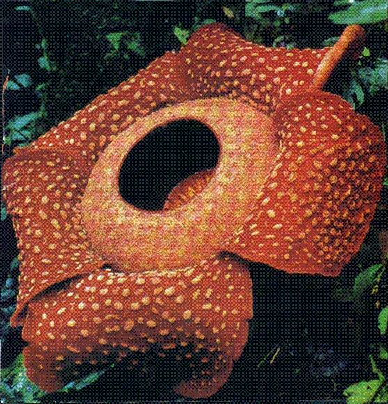 Strange Plants Strange Plants