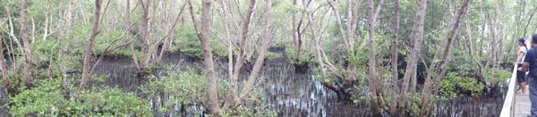 Mangrove.jpg Mangrove.jpg