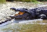 crocodilul de nil