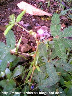mutagenicity of makahiya mimosa pudica decoction Start studying pcog pacop 2000 learn vocabulary, terms, and more with flashcards, games b mimosa pudica c tinosopora rumphii b mimosa pudica 134 a plant causing it contains ocimene, eugenol and pinene and a decoction of this herb is for treatment of cough a foeniculum vulgare b. mutagenicity of makahiya mimosa pudica decoction Start studying pcog pacop 2000 learn vocabulary, terms, and more with flashcards, games b mimosa pudica c tinosopora rumphii b mimosa pudica 134 a plant causing it contains ocimene, eugenol and pinene and a decoction of this herb is for treatment of cough a foeniculum vulgare b.