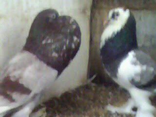 burung merpati