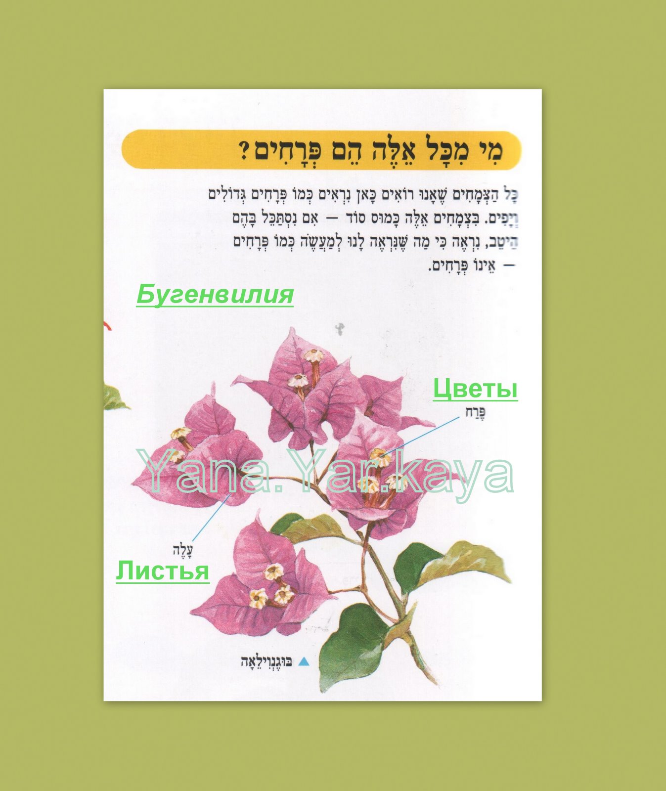 [ЦветочнаяЭнцИврит.jpg]
