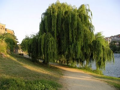 http://4.bp.blogspot.com/_TVvbrfelY_o/S0EkCg5CPBI/AAAAAAAAEjE/ED-O3IdD45o/s400/kjk.jpg