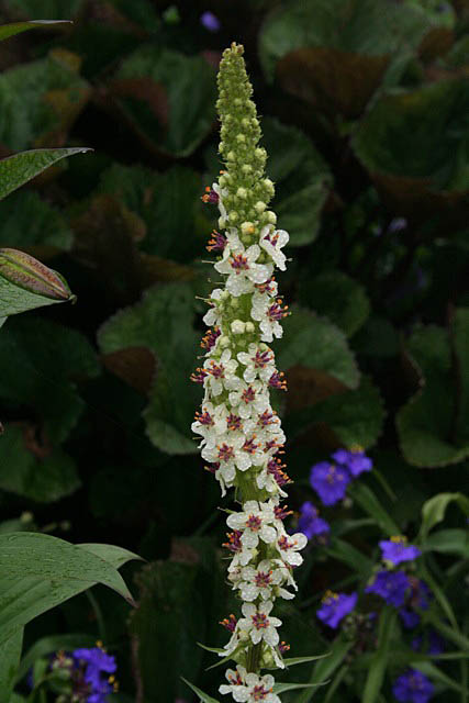 White Mullein