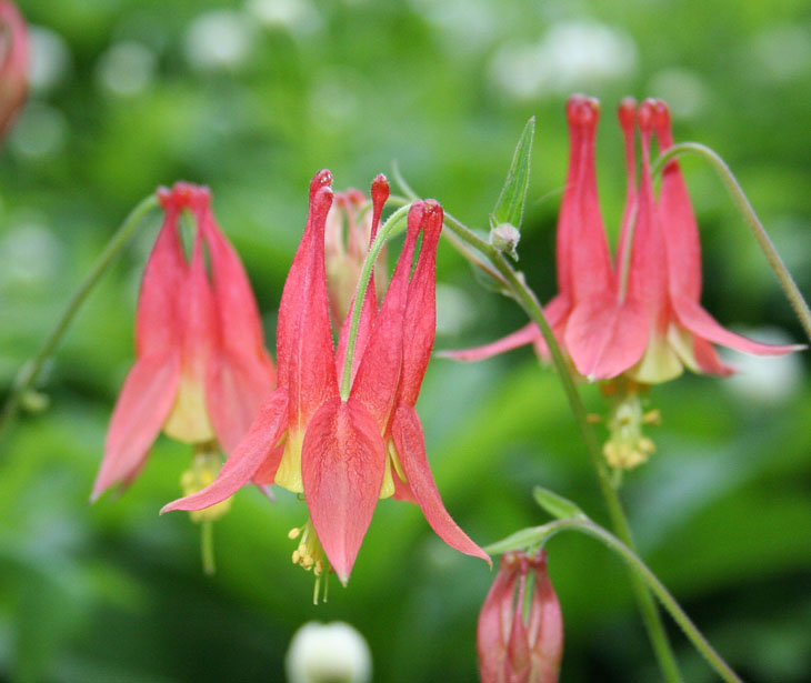 Bloomingwriter Gardening in Nova Scotia The return of the native...plant!