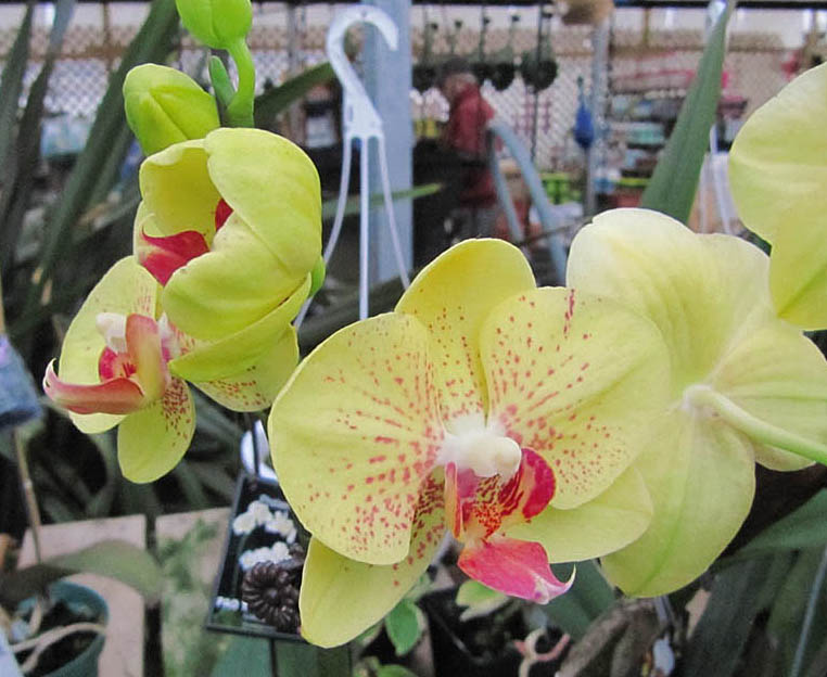 Bloomingwriter Gardening in Nova Scotia The garden of indoors