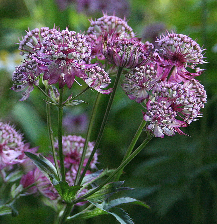 Bloomingwriter Gardening in Nova Scotia Winterlesspost favourite