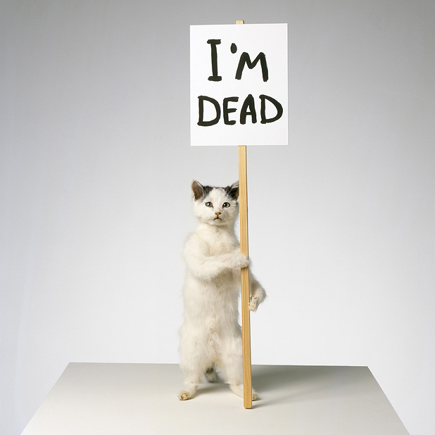 Above: I#39;m Dead, Dead Cat In Road. Above: I#39;m Dead,