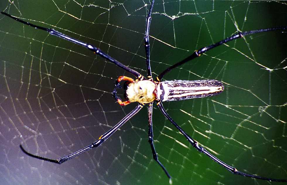 [GiantWoodSpiderTopView.jpg]