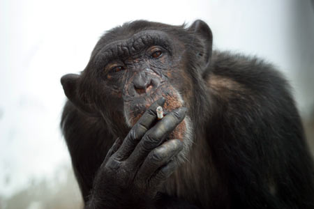 [Monkey_Smoking_1A.jpg]
