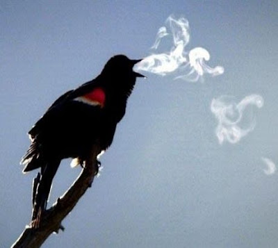 நாங்களும் தான்................. Smoking+Bird