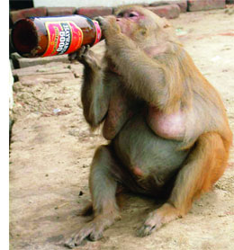 [beer_drinking_monkey.jpg]