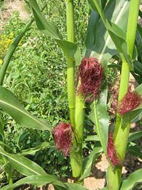 Akar Jagung