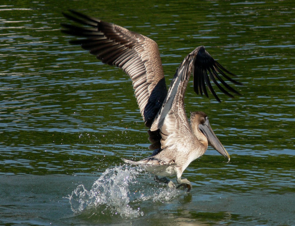[nice+diving+pelican.JPG]