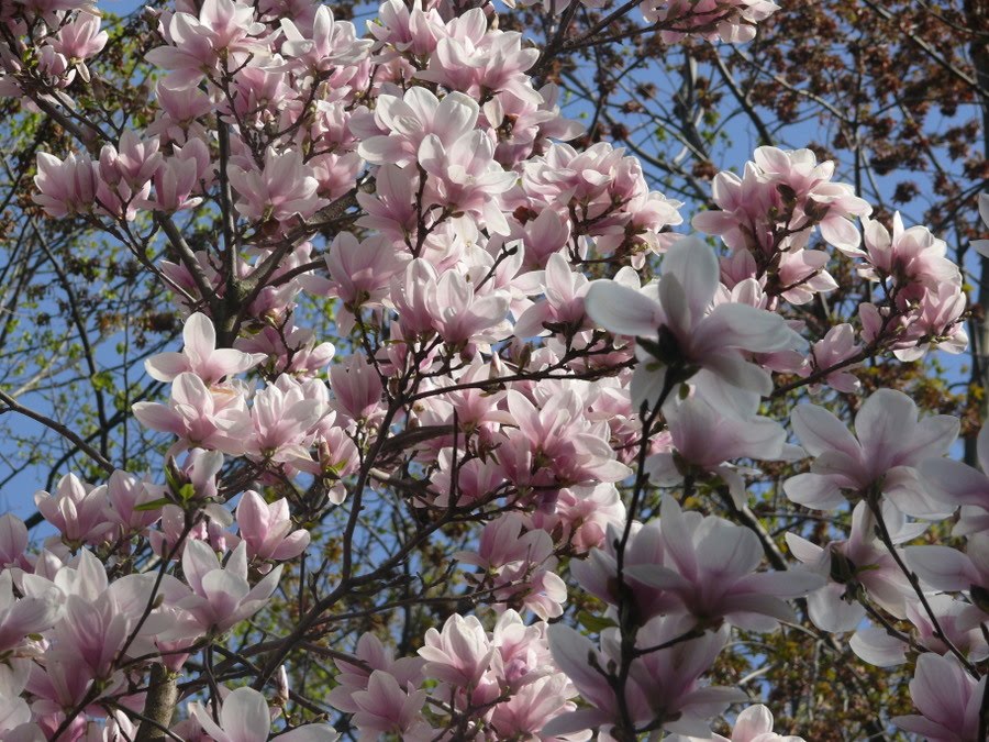 tulip magnolia tree pictures. Our saucer magnolias are in