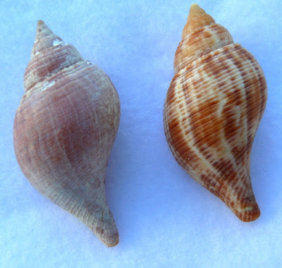 Tulip Shell