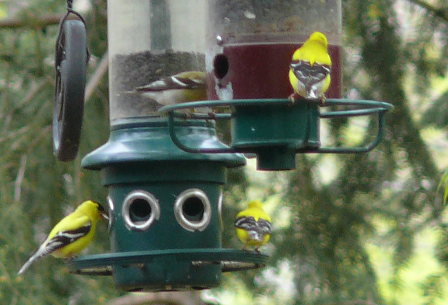 [four+goldfinches.jpg]