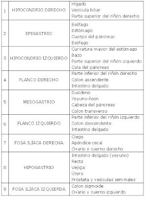 ubicación de los diferentes órganos de la cavidad abdominal y pelviana