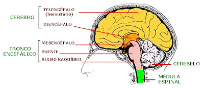 Estructura interna del encéfalo