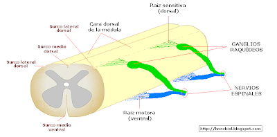Estructura externa de la médula espinal
