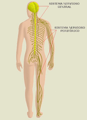 sistema nervioso central y periférico