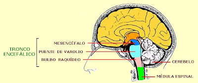 tronco encefálico