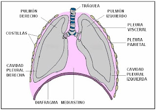 Esquema de los pulmones