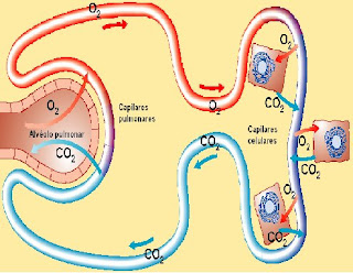 circulación sanguínea alveolat