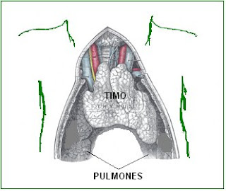 ubicación del timo