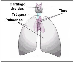 ubicación del timo