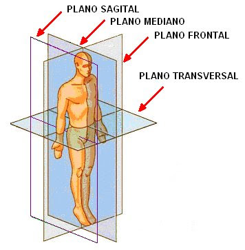 Cavidades y regiones del cuerpo humano (2010) Term2