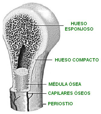 regiones internas de un hueso largo