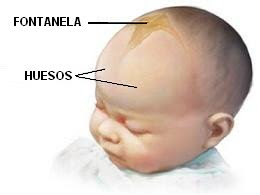 fontanela