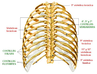 Caja torácica (vista dorsal)