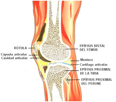 huesos que conforman la articulación de la rodilla con sus respectivas estructuras