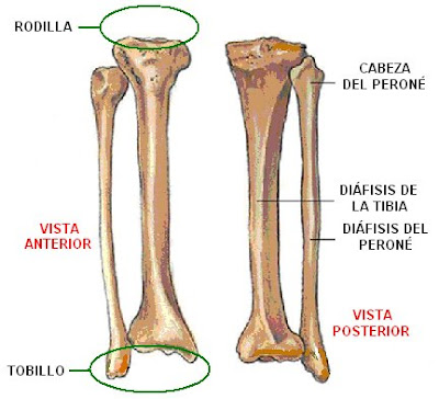 Huesos de la pierna derecha