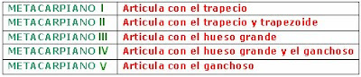 huesos del carpo que articulan con los metacarpianos