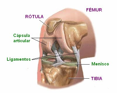 Vista lateral de la articulación de la rodilla