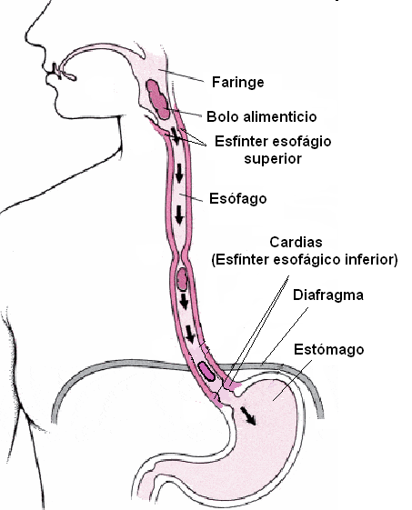 Anatomia Estomago Pdf