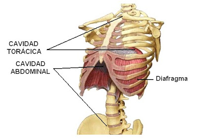 cavidades torácica y abdominal