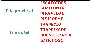 Huesos del carpo (de lateral a medial)